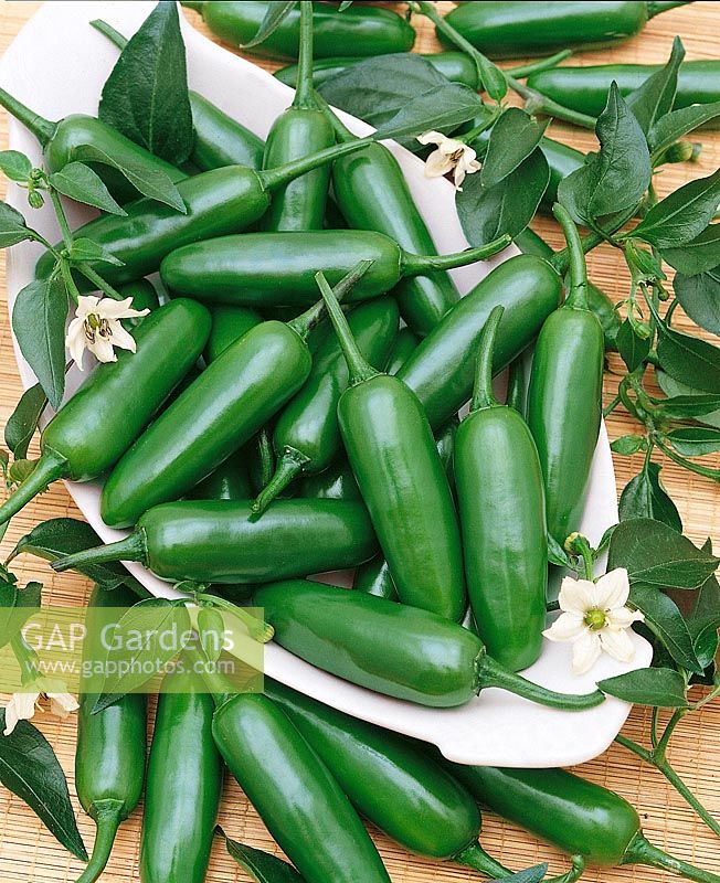 Peperoni / Capsicum annuum Serrano Chili Green