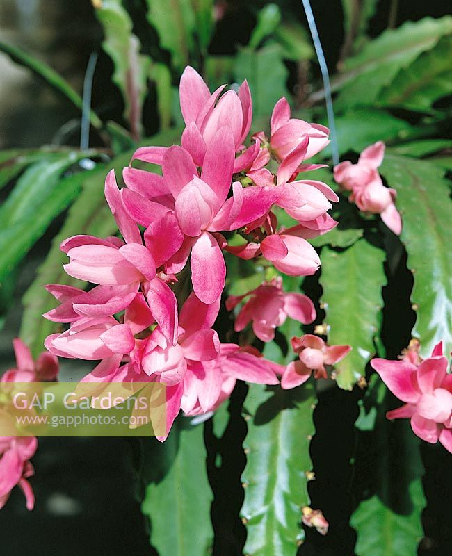 Epiphyllum phyllanthoides