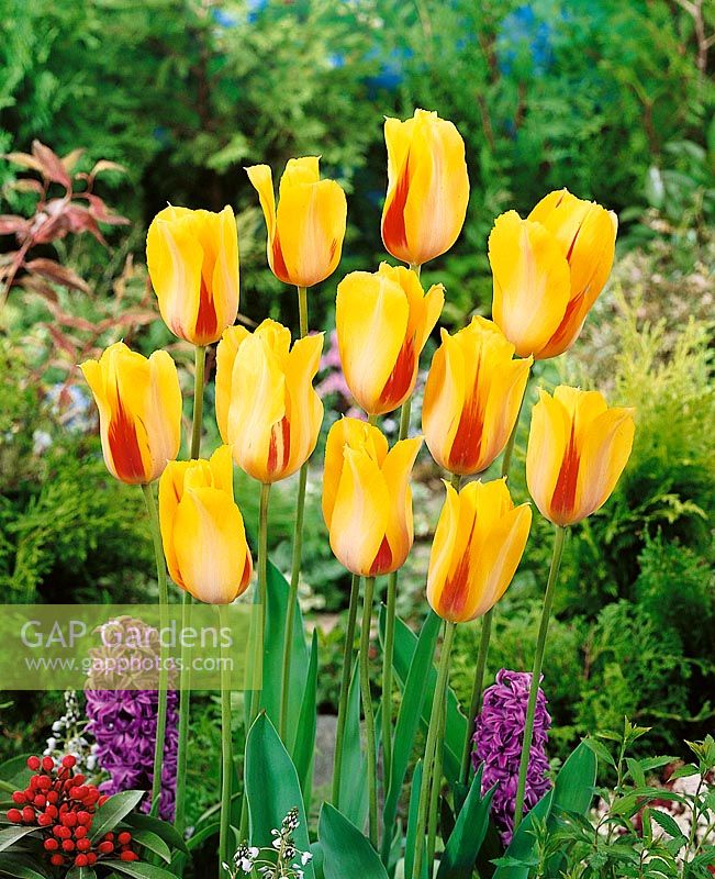 Tulipa Single Late Hocus Pocus