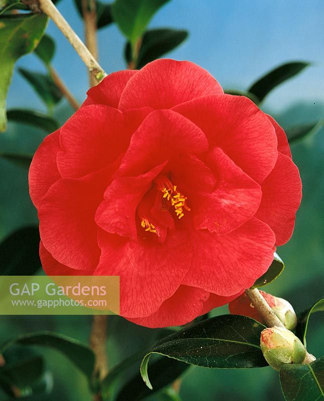 CAMELLIA ACE OF HANDY