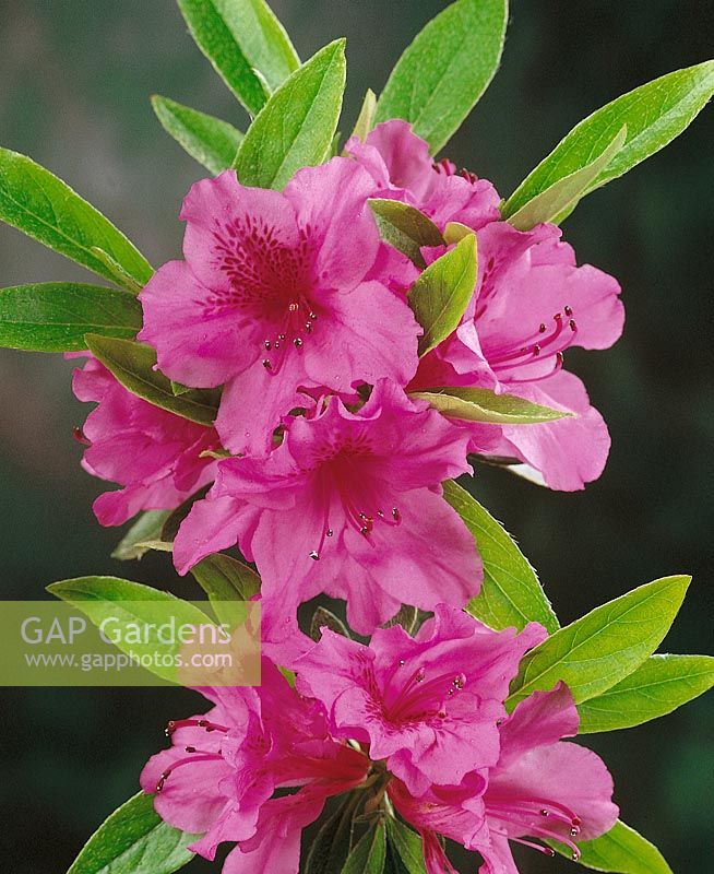 Rhododendron x kurume Herbert Gable