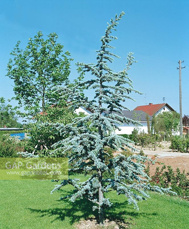 Cedrus atlantica Glauca