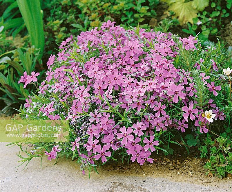 Phlox Moerheimii