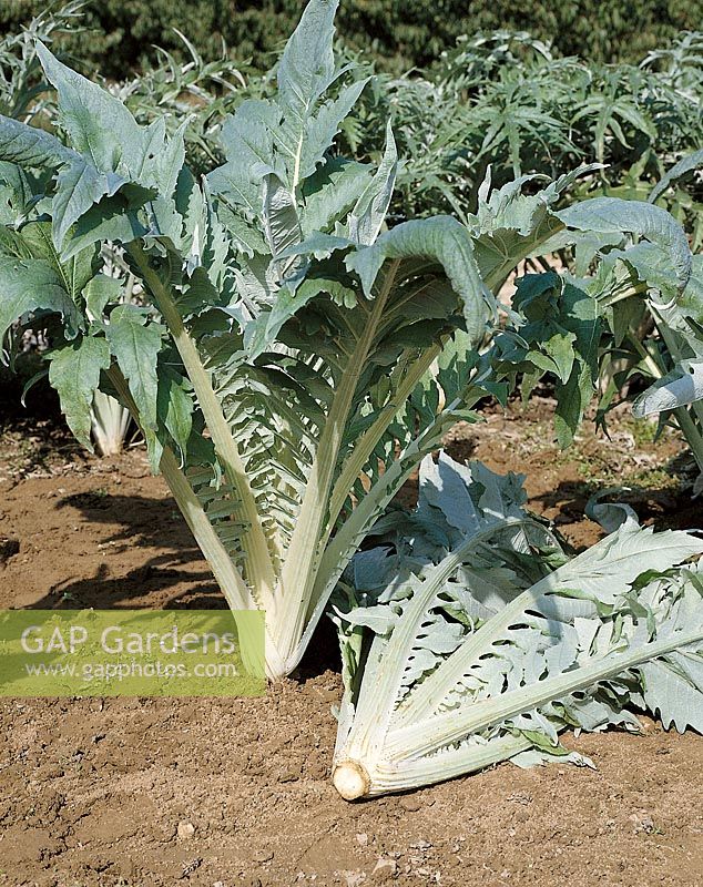 Cynara cardunculus Puvis