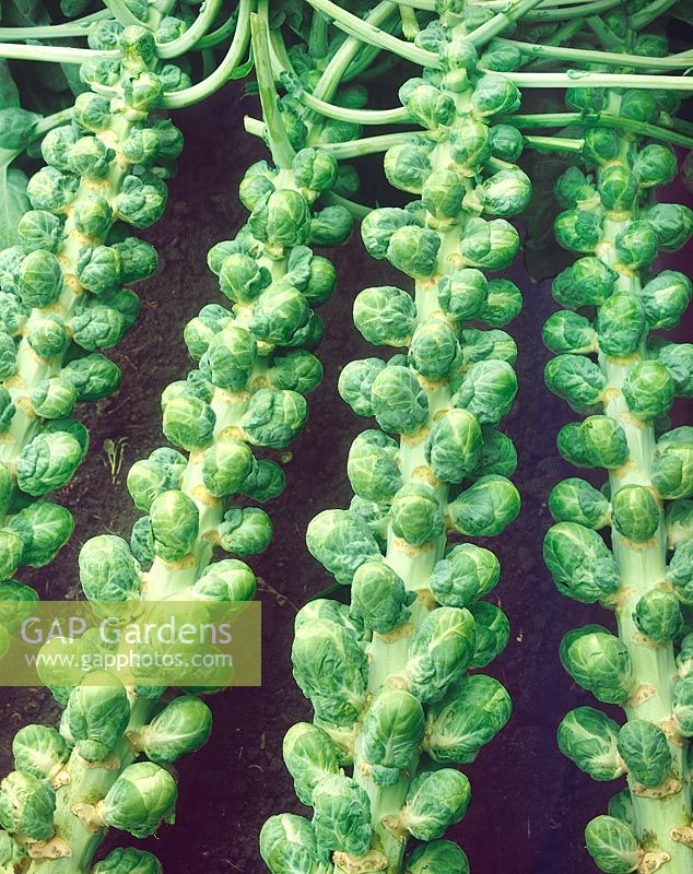 Brassica oleracea var. gemmifera F1