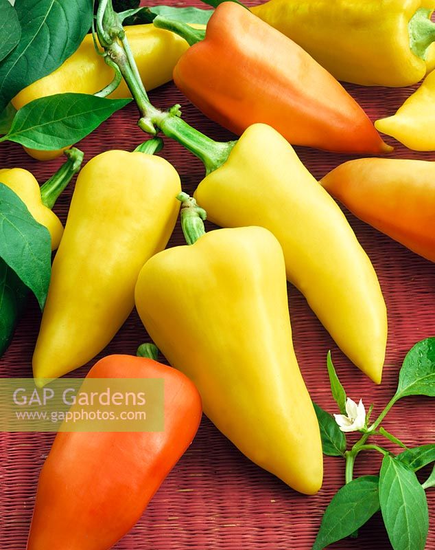 Capsicum annuum Twiggy