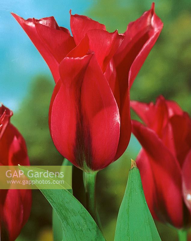 Tulipa viridiflora Doll's Minuet