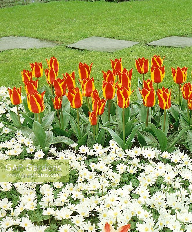 Tulipa greigii Engadin / Anemon Wh. Splendor