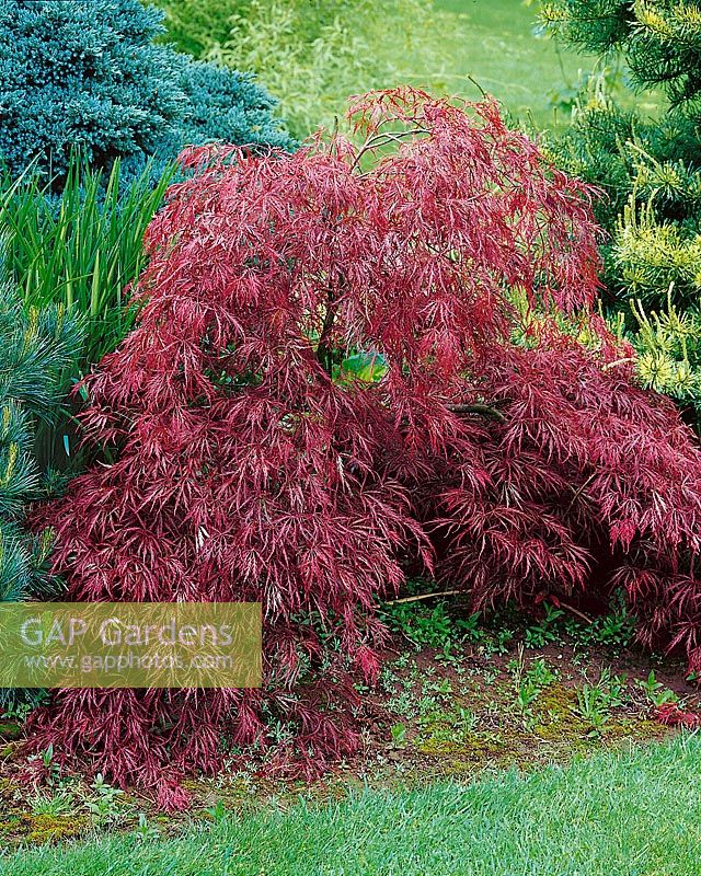 Acer palmatum Red Dragon
