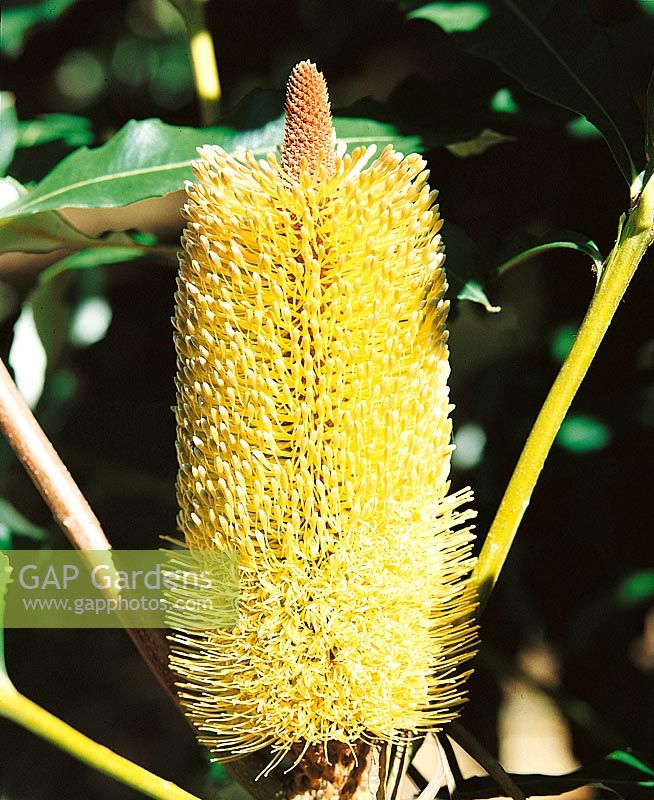 BANKSIA CONFERTA VARIEGATA CONFERTA