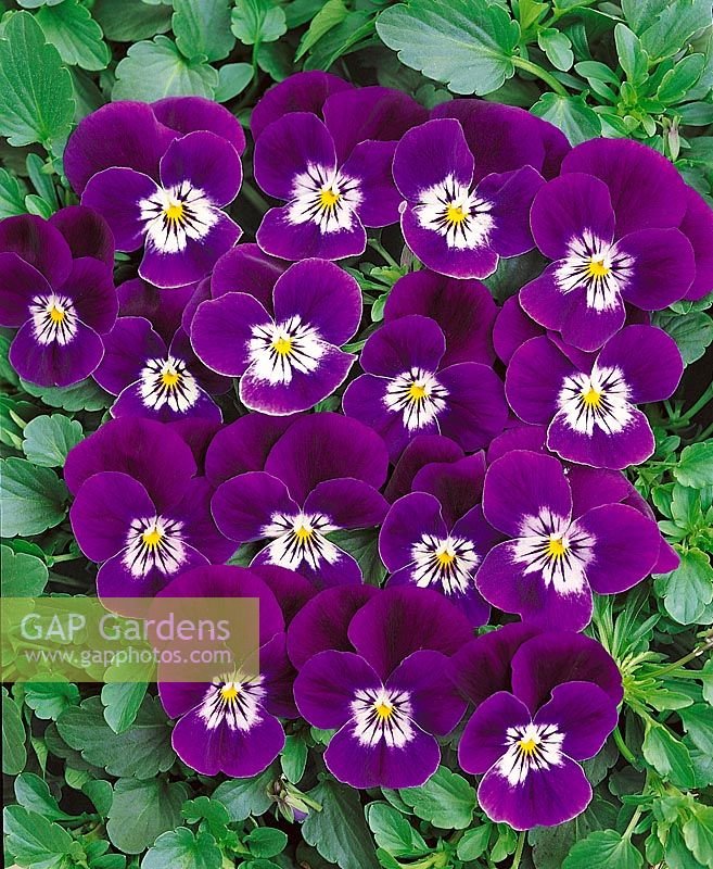 VIOLA Skippy Design Purple Bright Face