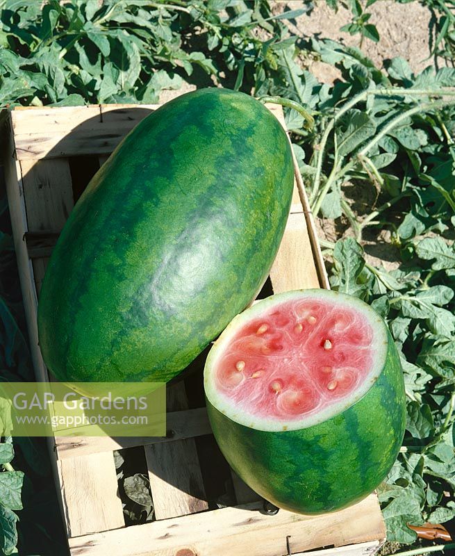 Wassermelone/Citrullus lanatus CONGO