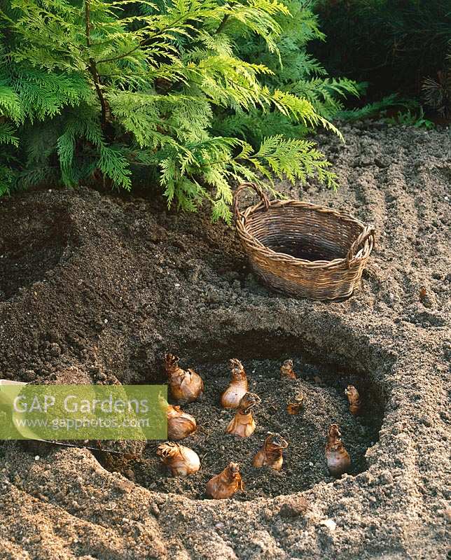 Planting instruction bulbs Narcissus step 3