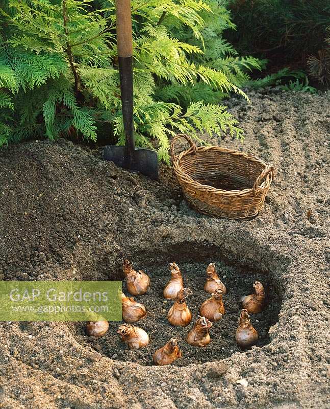 Planting instruction bulbs Narcissus step 2