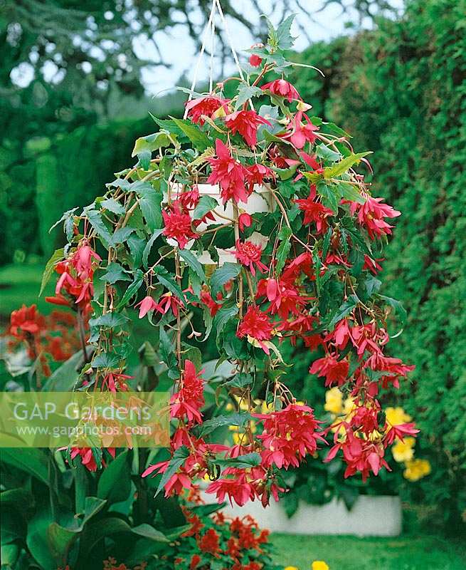 Begonia Pendula Cascade Rose