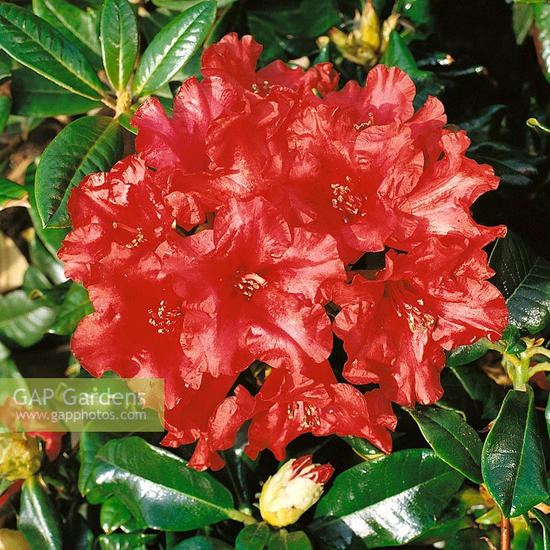 Rhododendron forrestii Baden-Baden
