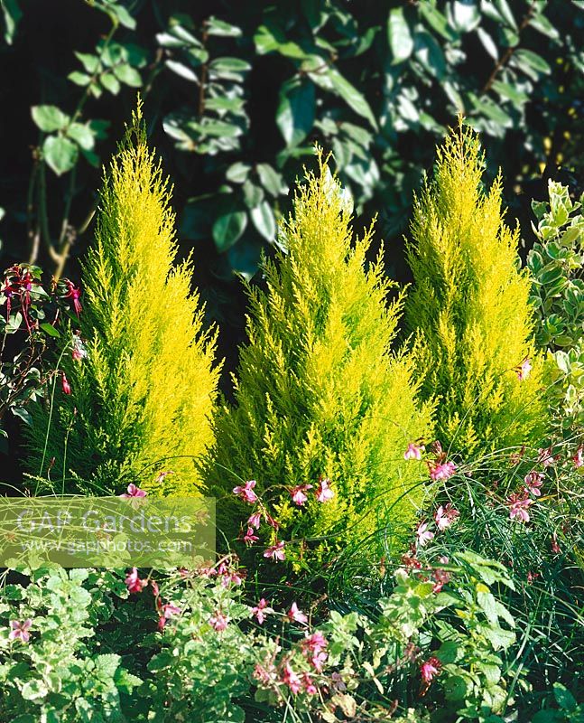 CUPRESSUS MACROCARPA WILMA