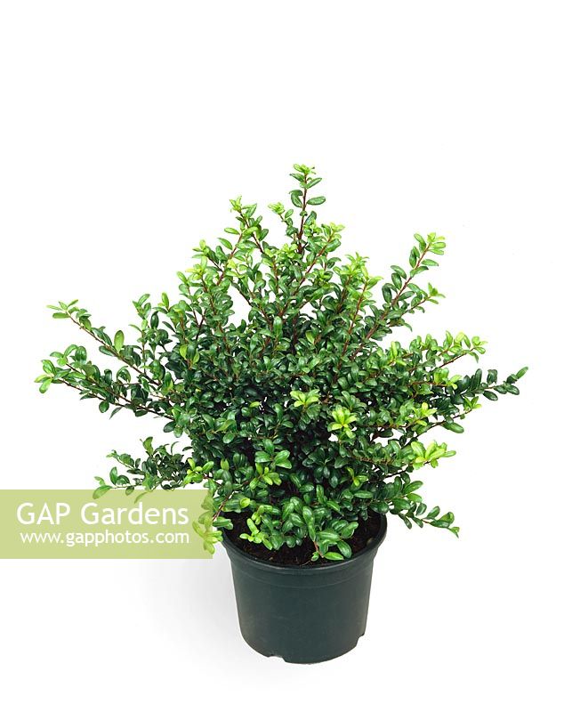 Ilex crenata Convexa