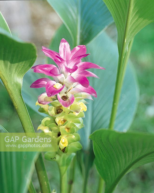 Curcuma australasica