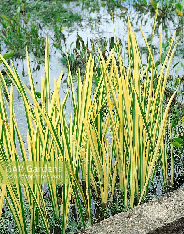 Acorus calamus Variegatus