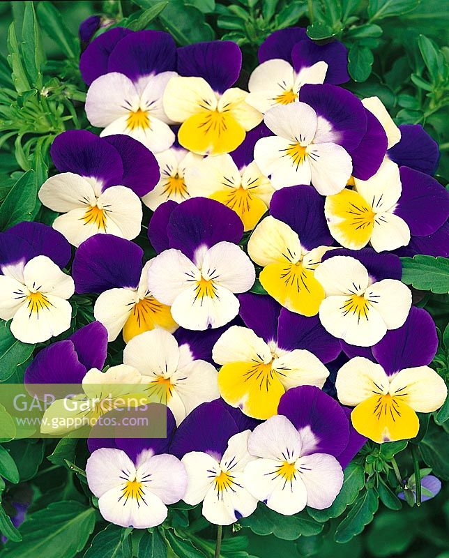 Viola Gemini Purple White