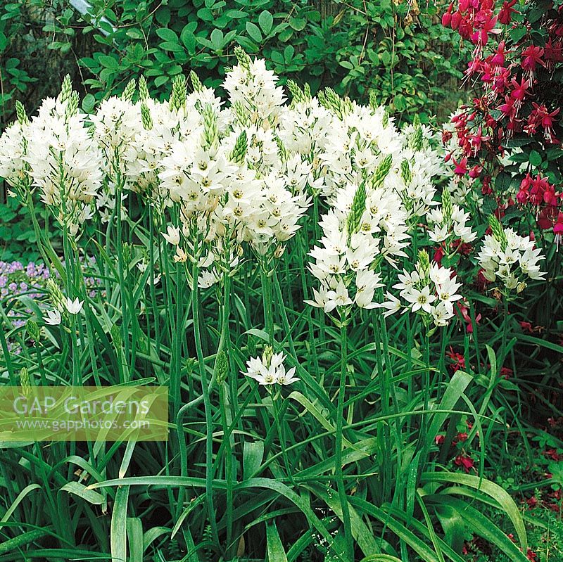 Ornithogalum thyrsoides