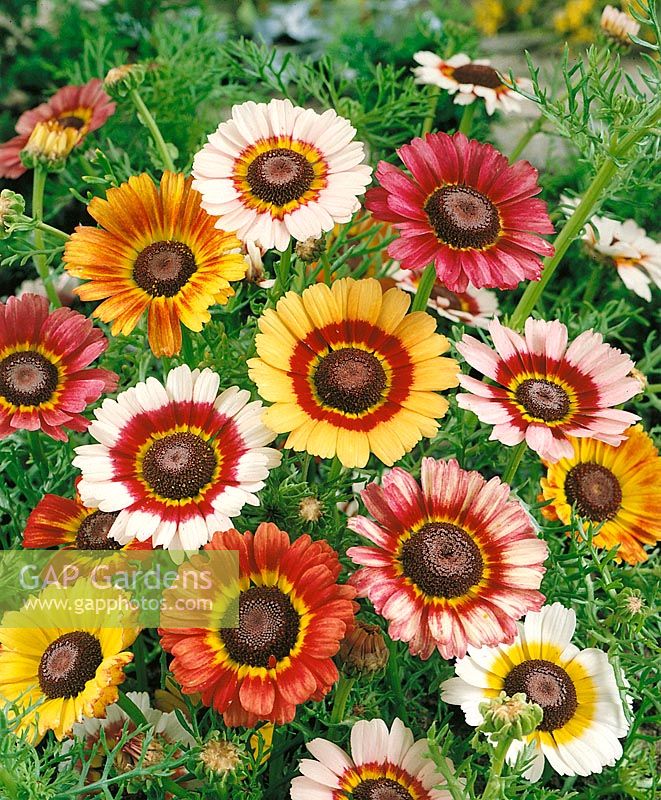 CHRYSANTHEMUM CARINATUM RAINBOW / MIX