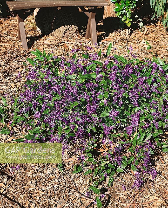 HARDENBERGIA HAPPY WANDERER