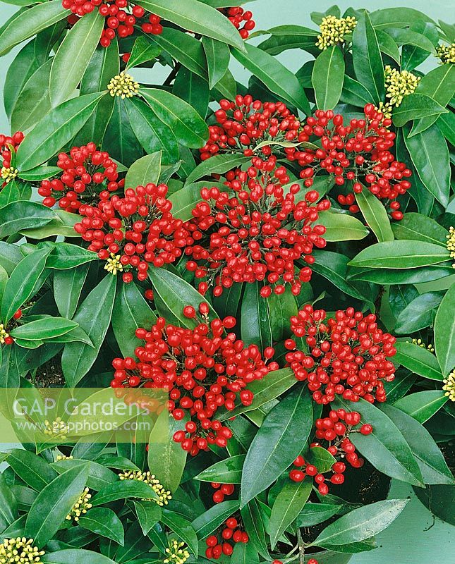 Skimmia japonica subsp. reevesiana