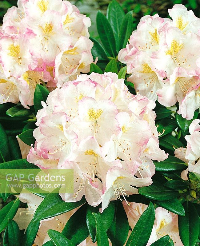 Rhododendron insigne Brigitte