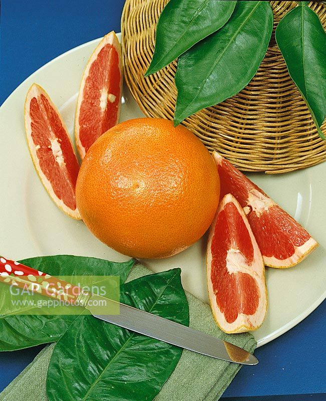 Grapefruit / Citrus x paradisi Texas Rio Star type