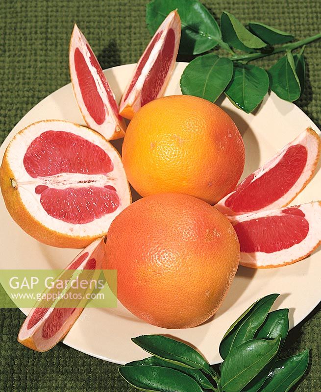 Grapefruit / Citrus x paradisi Rio Red