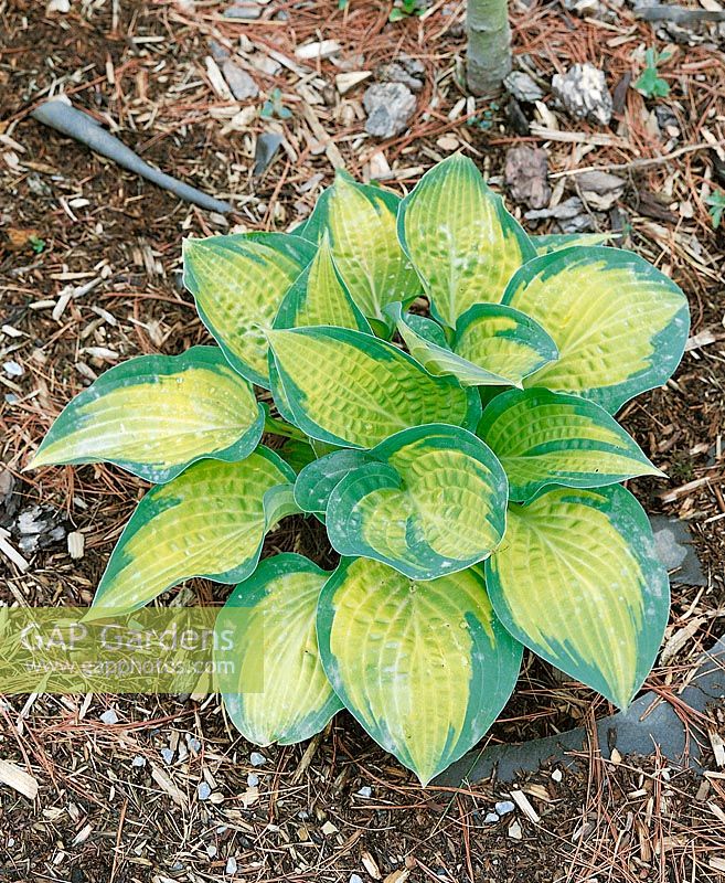 Hosta Paul's Glory