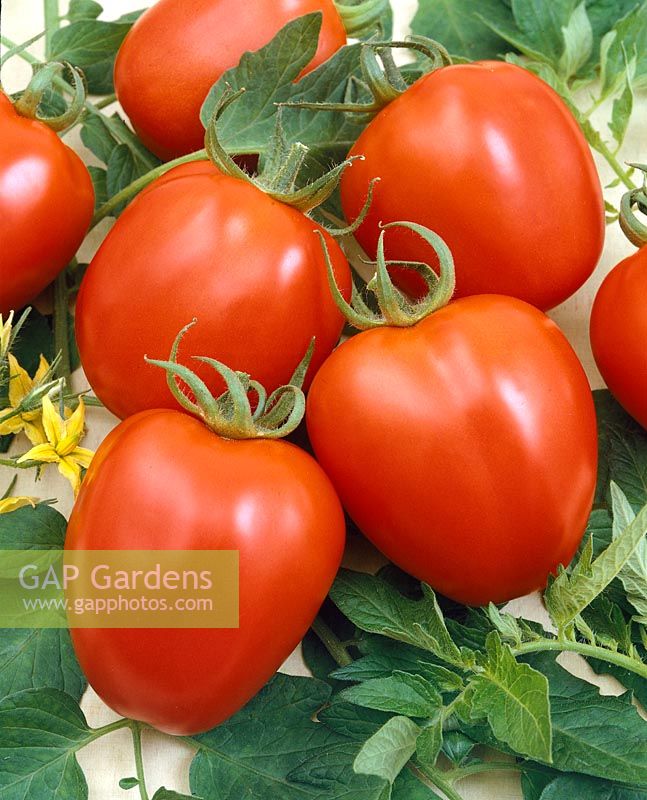 Tomate / Lycopersicon esculentum Mednyi Wsadnik F1