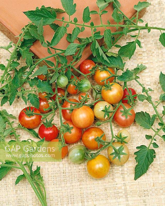 Tomate/Lycopersicon esculentum BI COLOR CHERRY