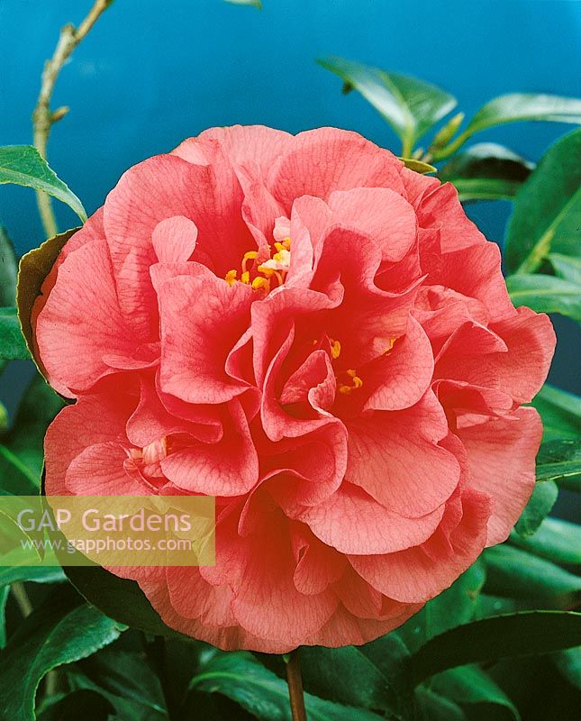 Camellia Tomorrow
