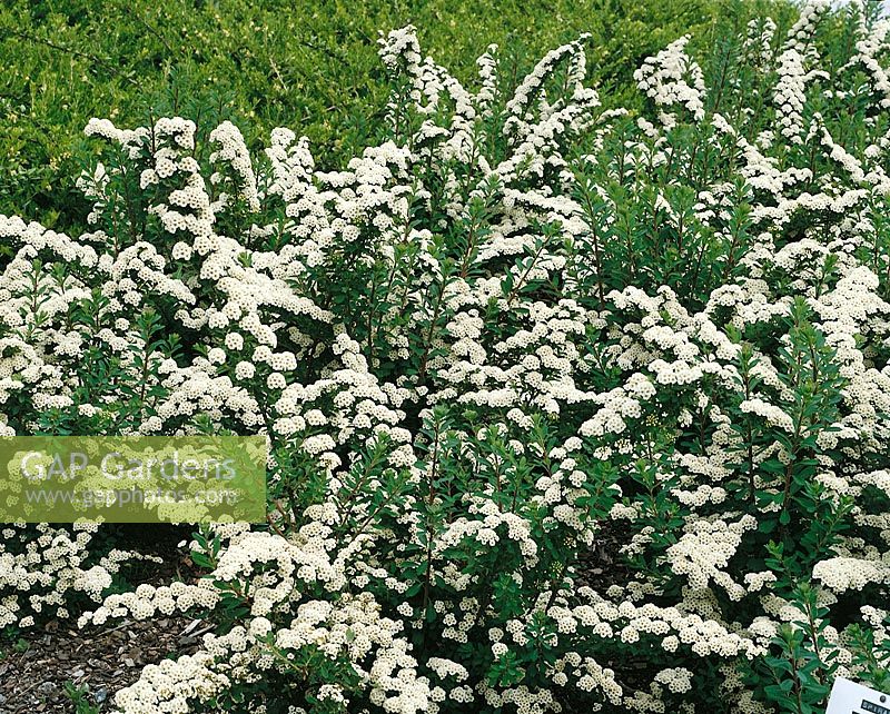 Spiraea nipponica Snowmound