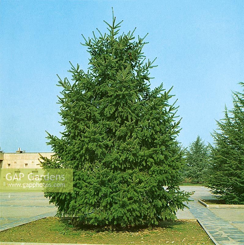 Pseudotsuga menziesii