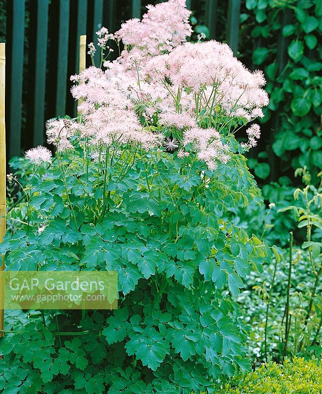 Thalictrum aquilegifolium Thundercloud