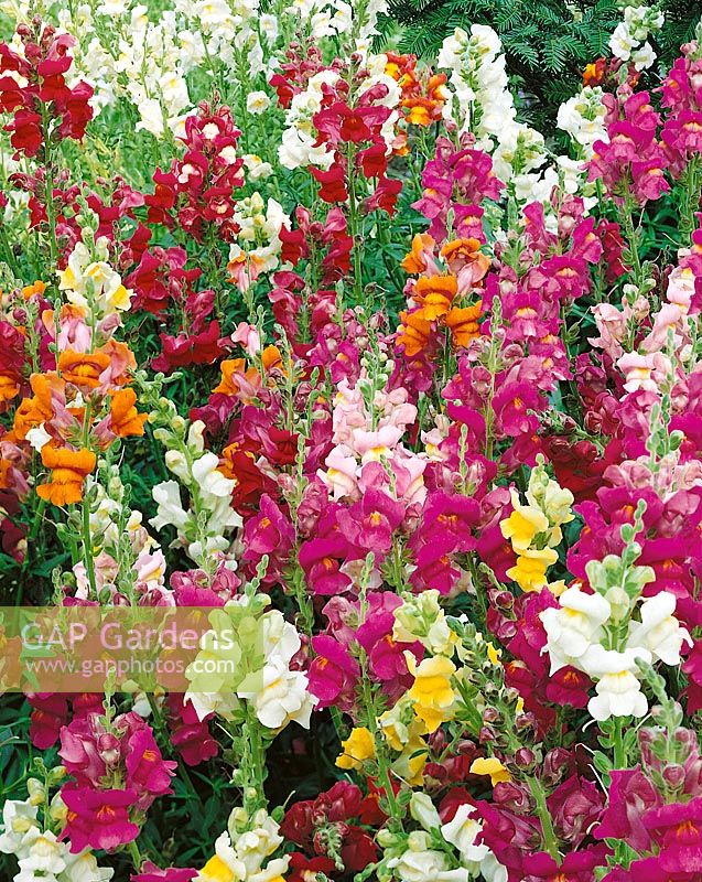 Antirrhinum majus Maximum Panorama F2 mix