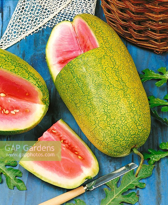 Wassermelone / Citrullus lanatus Charleston Gray
