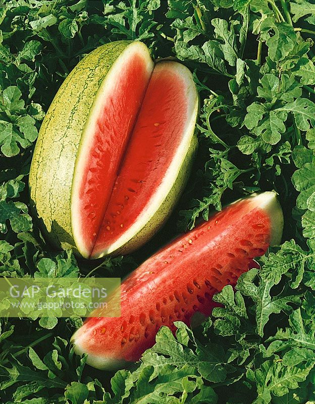 Wassermelone / Citrullus lanatus oval, grün gestreift