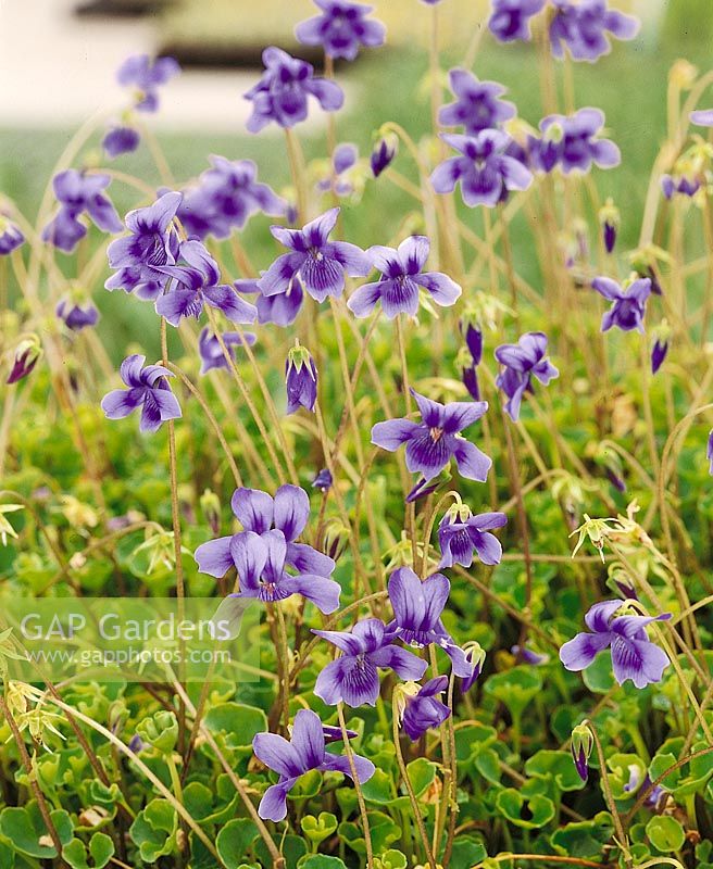 Viola hederacea Baby Blue