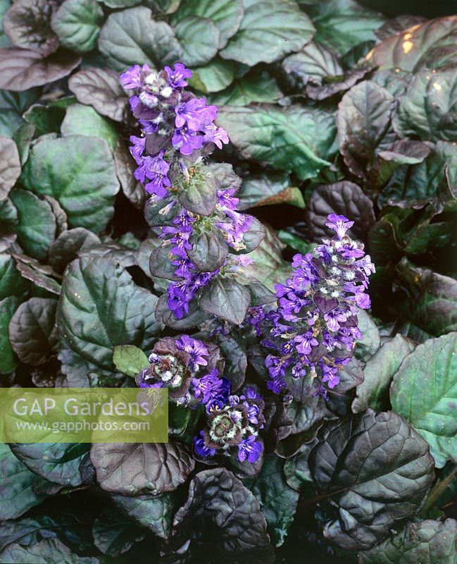 Ajuga reptans Catlin's Giant