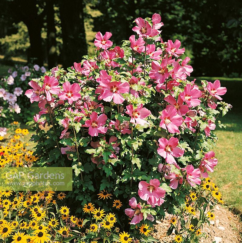 Hibiscus syriacus Woodbridge