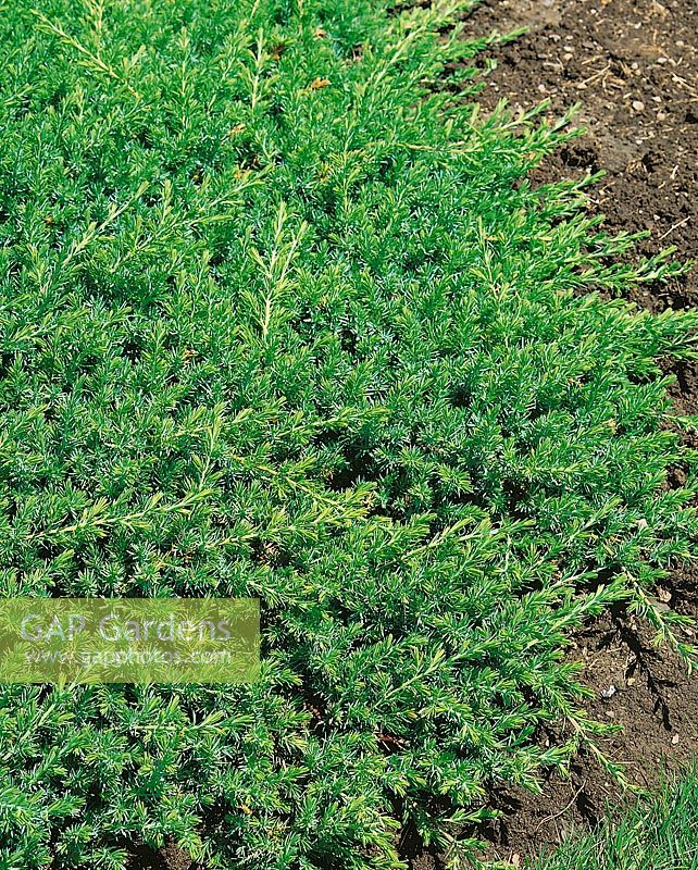 Juniperus conferta Blue Pacific