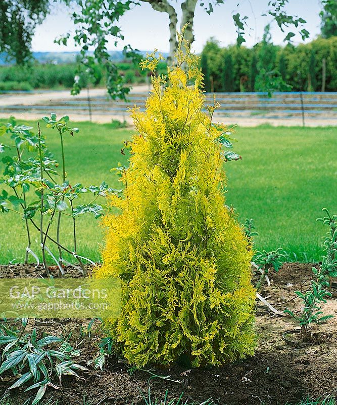 Yellow Ribbon Arborvitae 