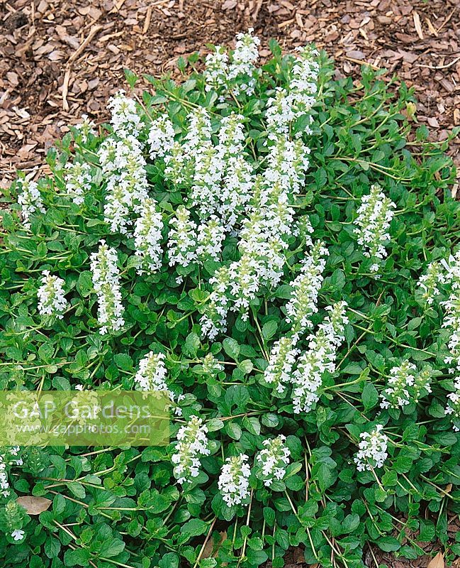 Ajuga reptans Alba