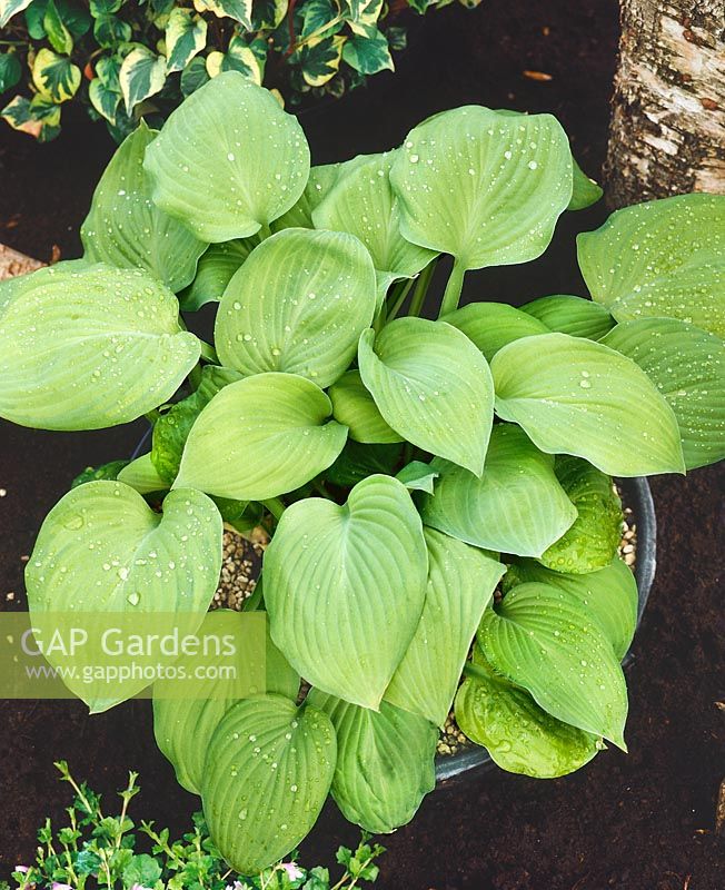 Hosta August Moon