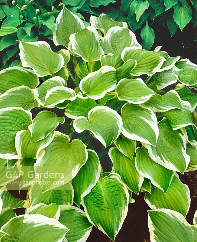 Hosta Shade Fanfare